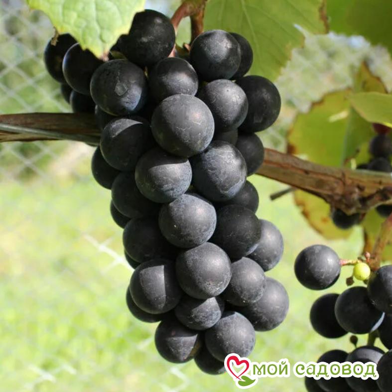 Виноград Мускат Блау