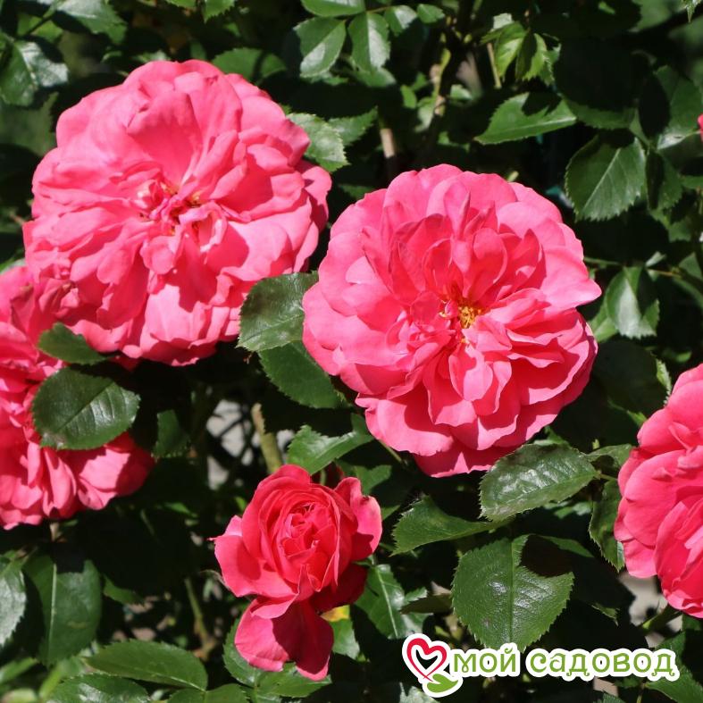 Роза Розариум Ютерзен