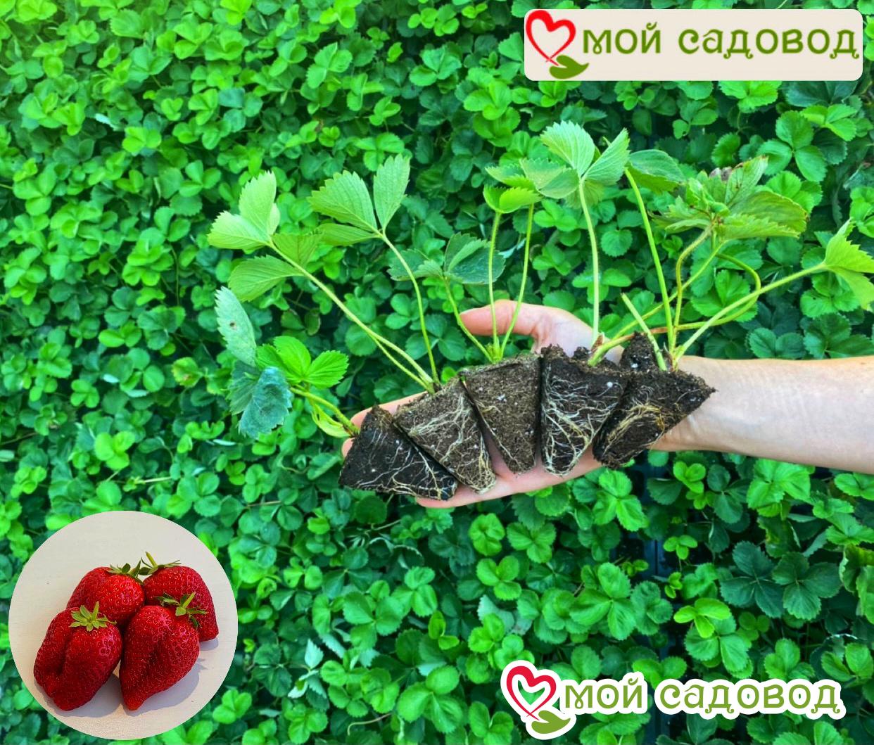 Клубника Розана