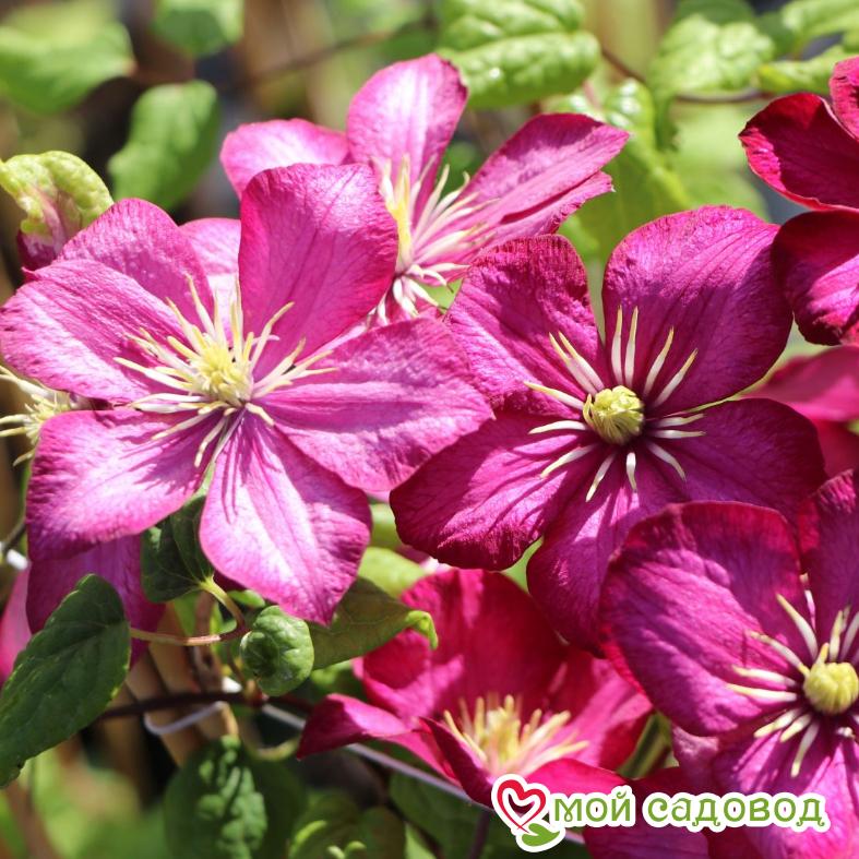 Клематис карминовый Вилле-де-Лион