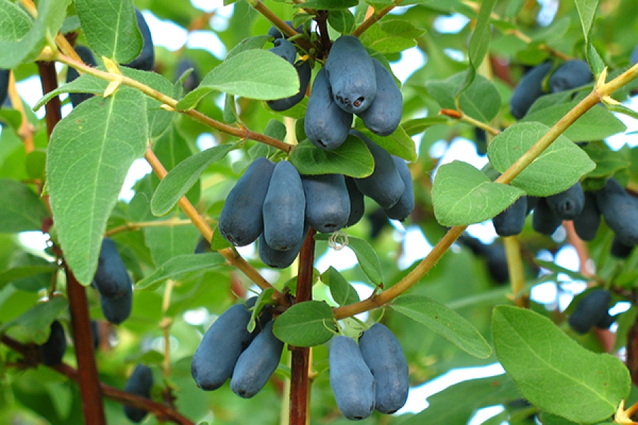 Жимолости Индиго Джем