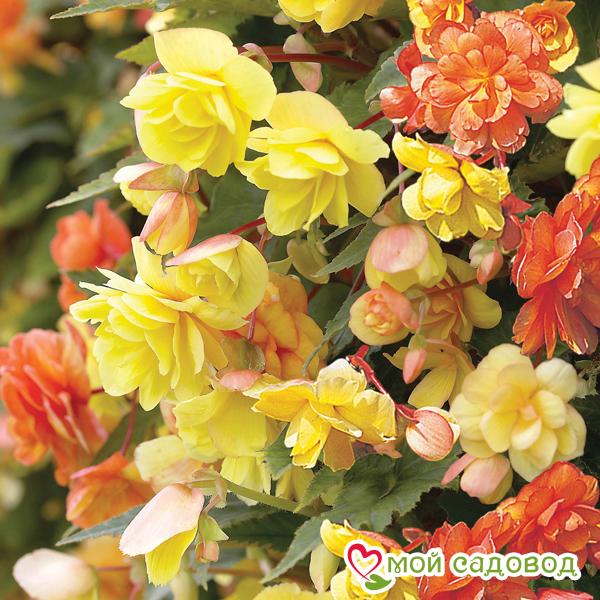 Бегония Фейри Шейдс