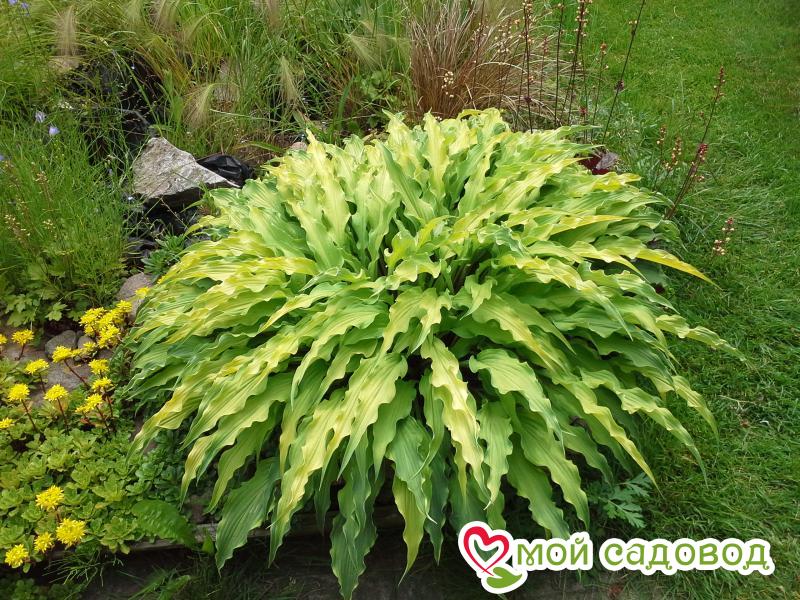 Хоста Кёли Фрайз